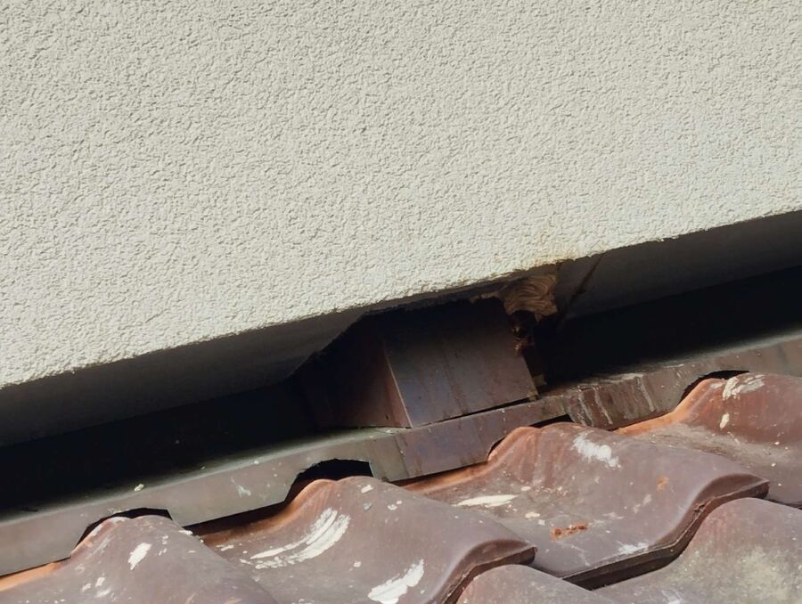 Bee nest at the house remove