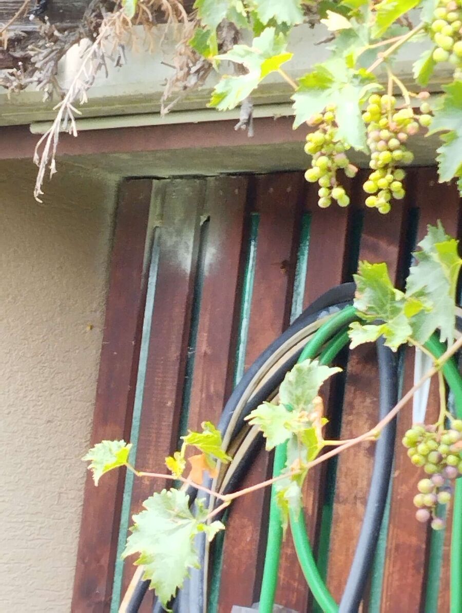 Bee nest at the house remove