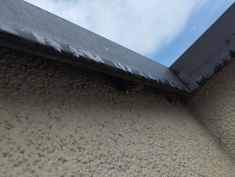 Relocate bees & remove bee nest