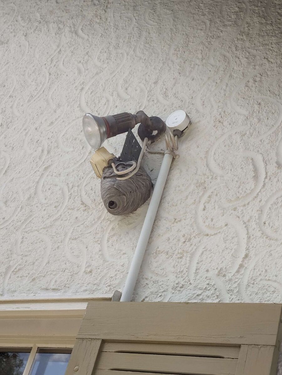 Bee nest at the house remove