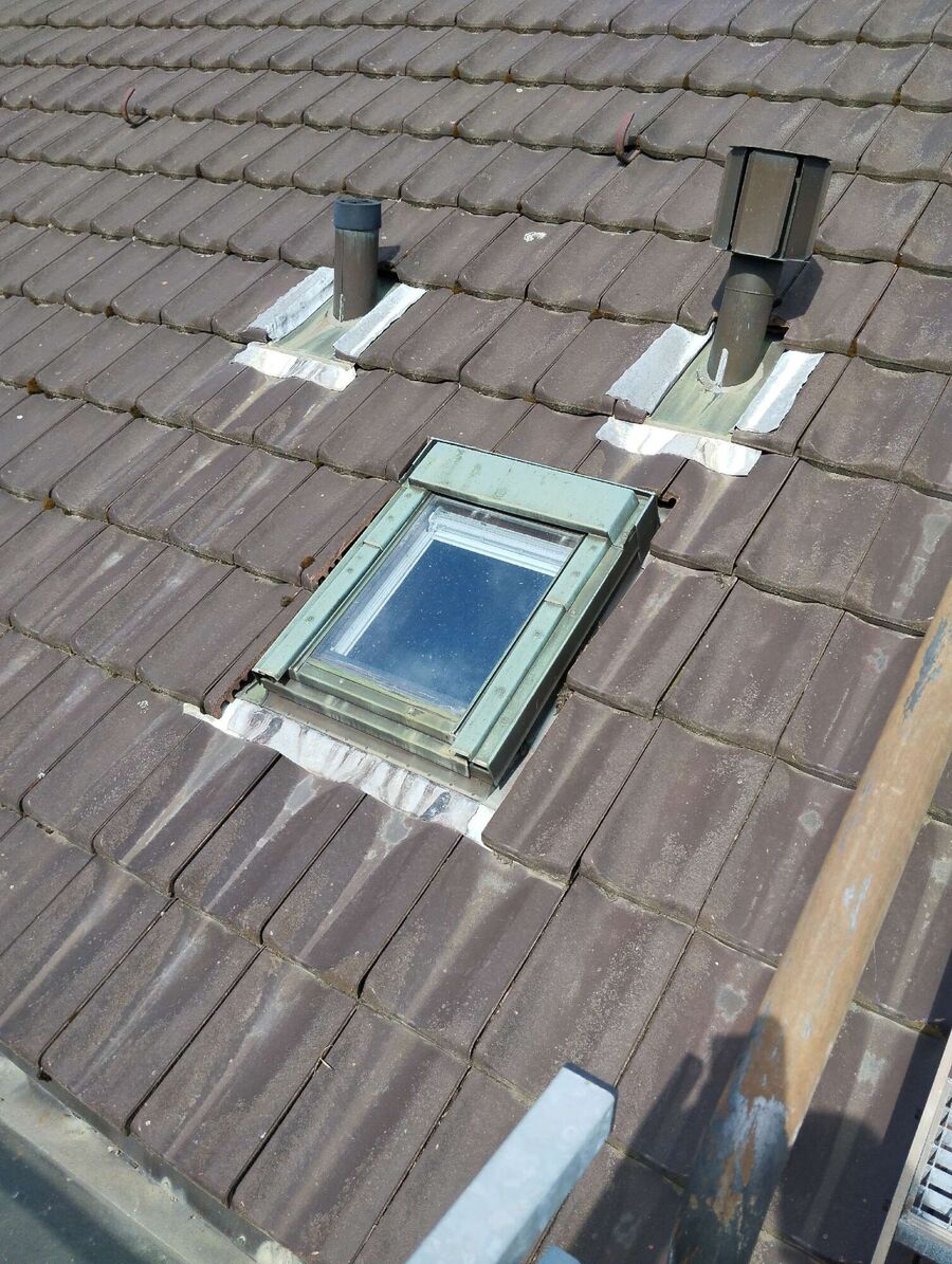 Relocate bees & remove bee nest