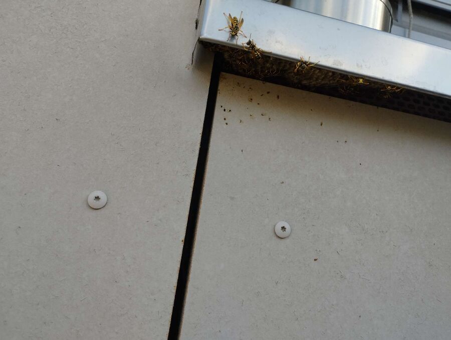 Bee nest at the house remove