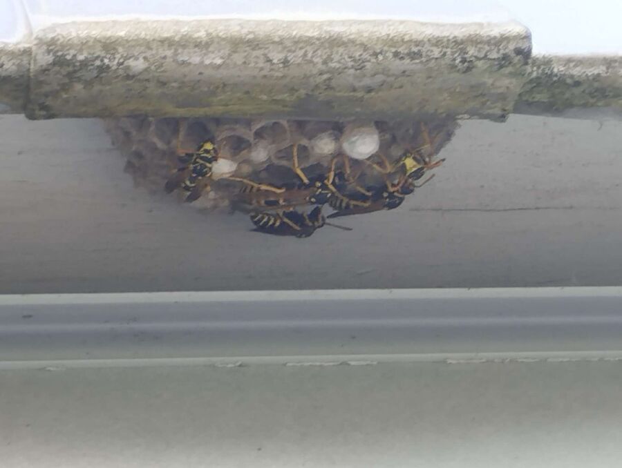 Relocate bees & remove bee nest