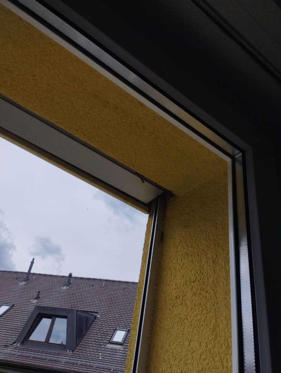 Relocate bees & remove bee nest