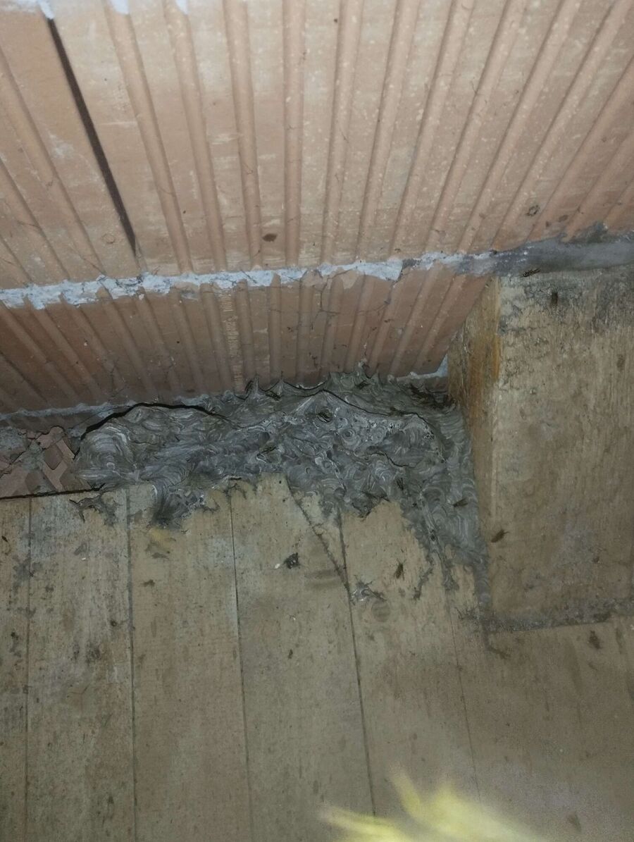 Relocate bees & remove bee nest