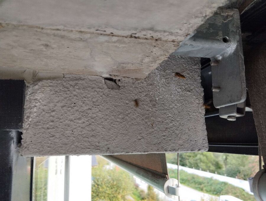 Bee nest at the house remove