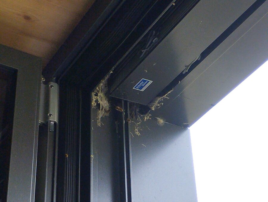 Relocate bees & remove bee nest