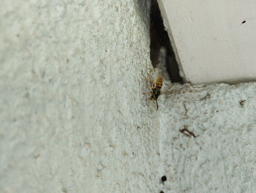 Bee nest at the house remove
