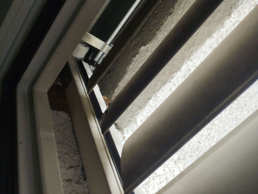 Bee nest at the house remove