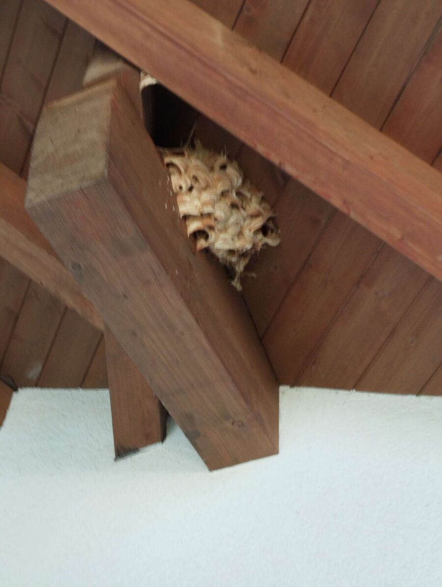 Bee nest at the house remove