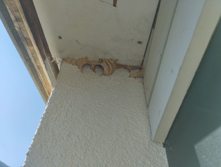 Bee nest at the house remove