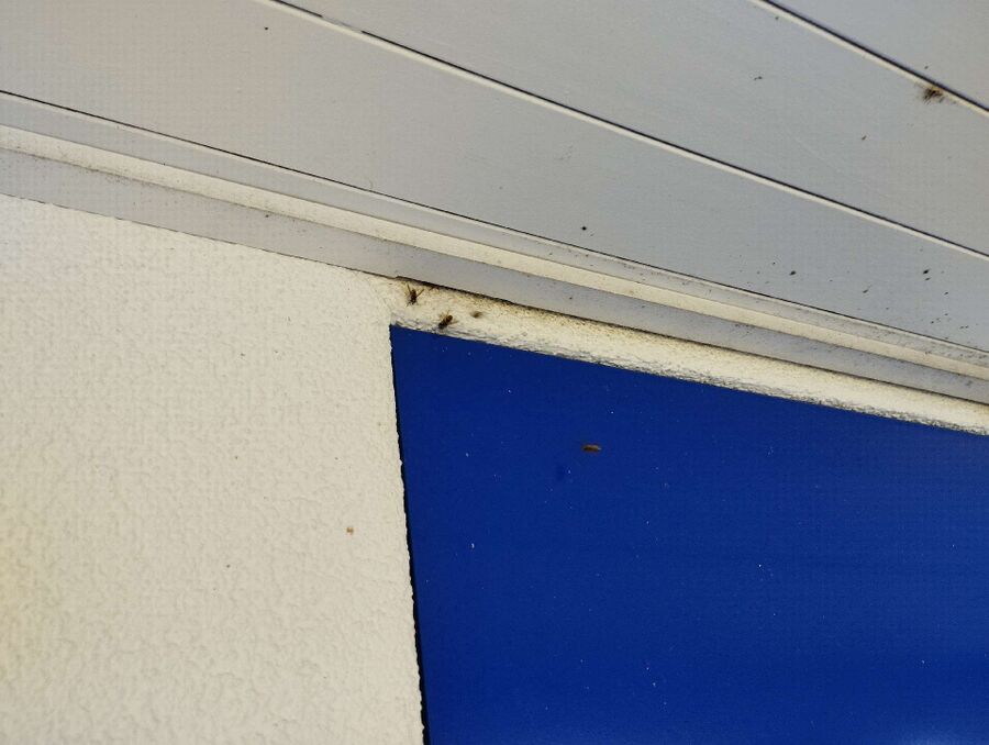 Relocate bees & remove bee nest