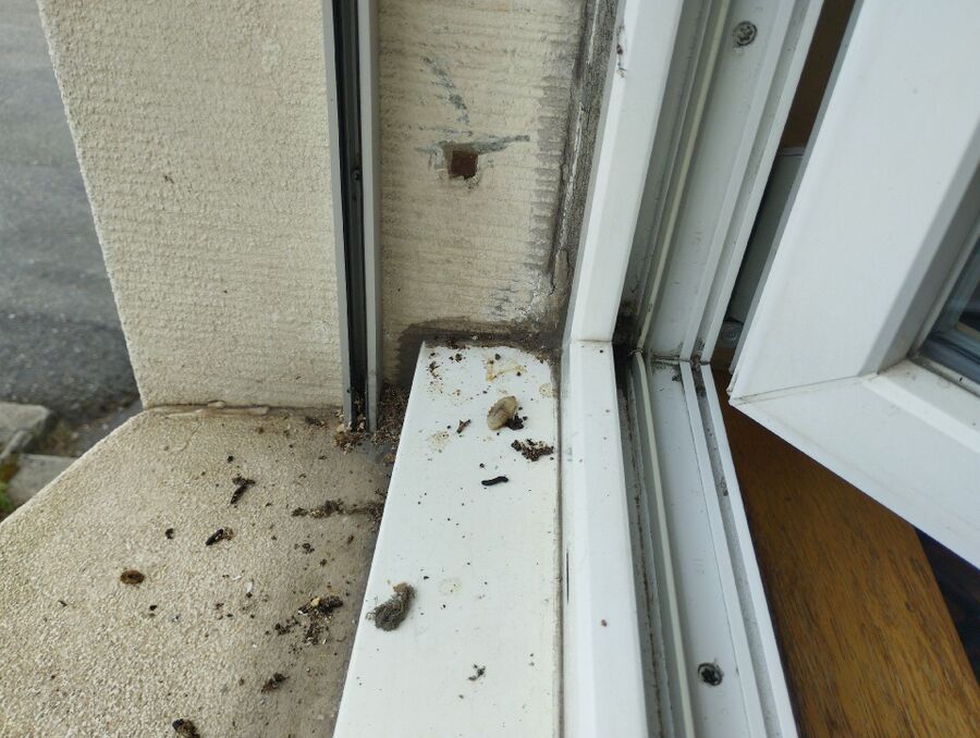 Bee nest at the house remove