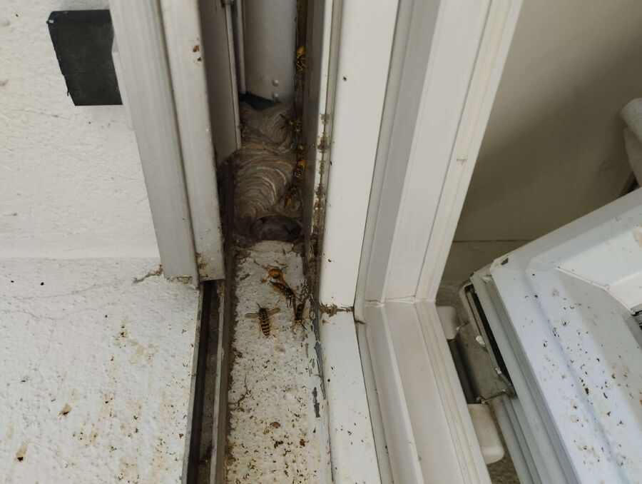 Relocate bees & remove bee nest