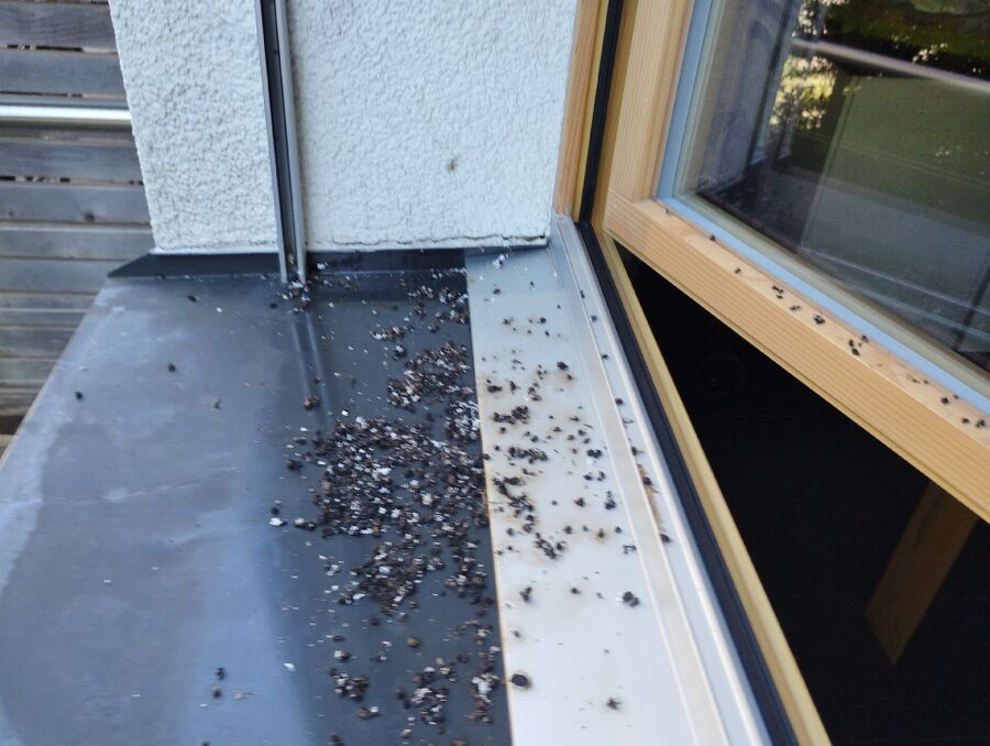 Bee nest at the house remove