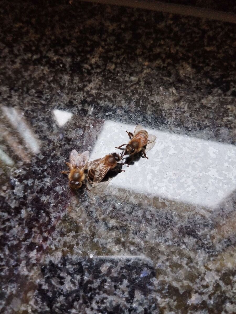 Bee nest at the house remove