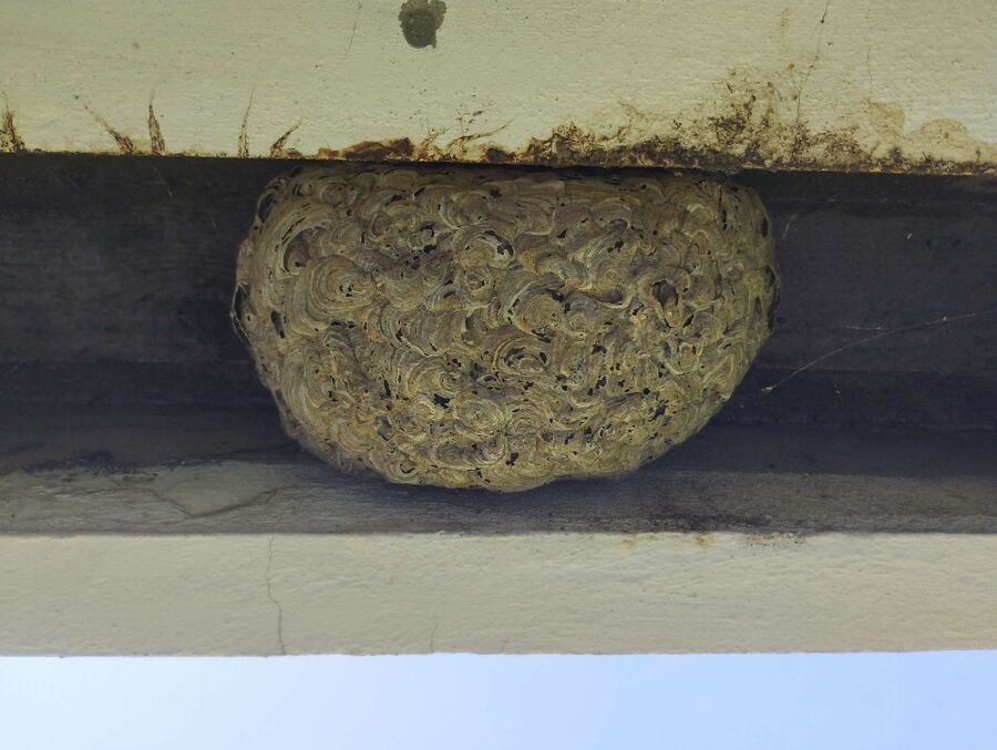 Bee nest at the house remove