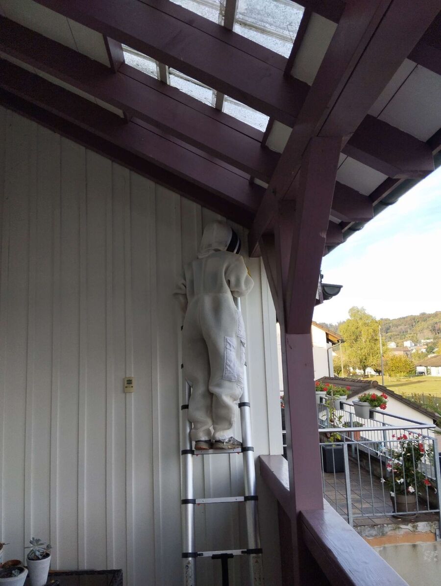 Bee nest at the house remove