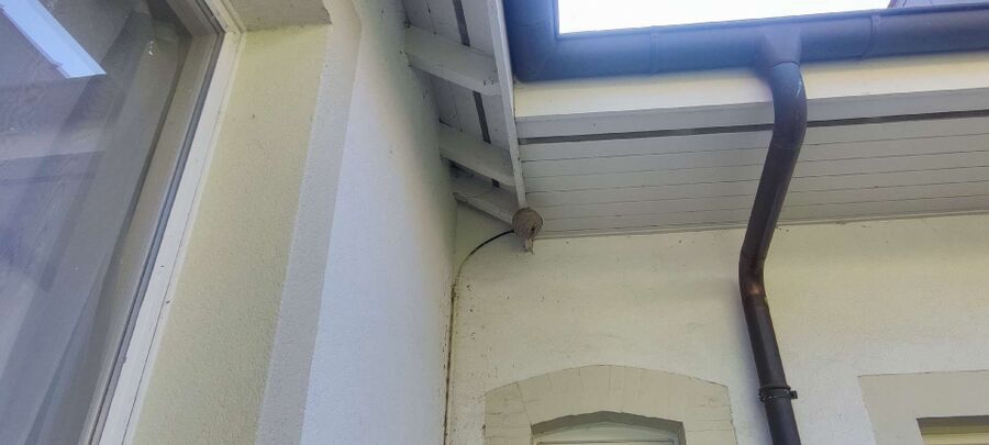 Relocate bees & remove bee nest