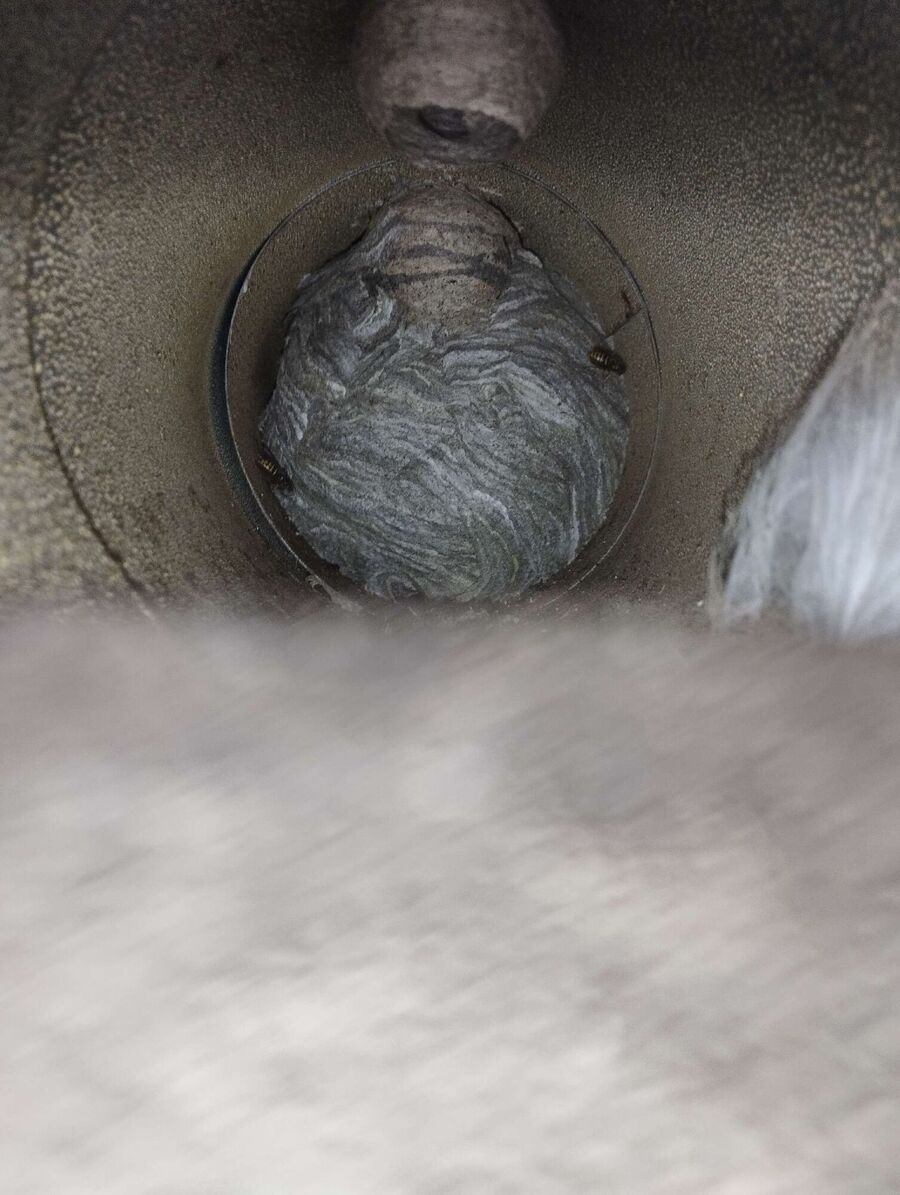 Relocate bees & remove bee nest