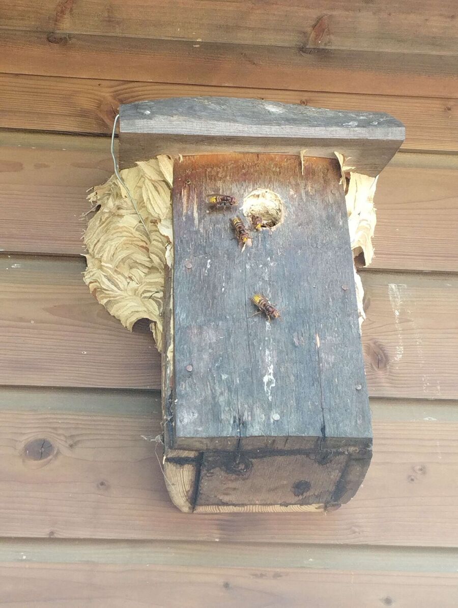 Remove bee nest