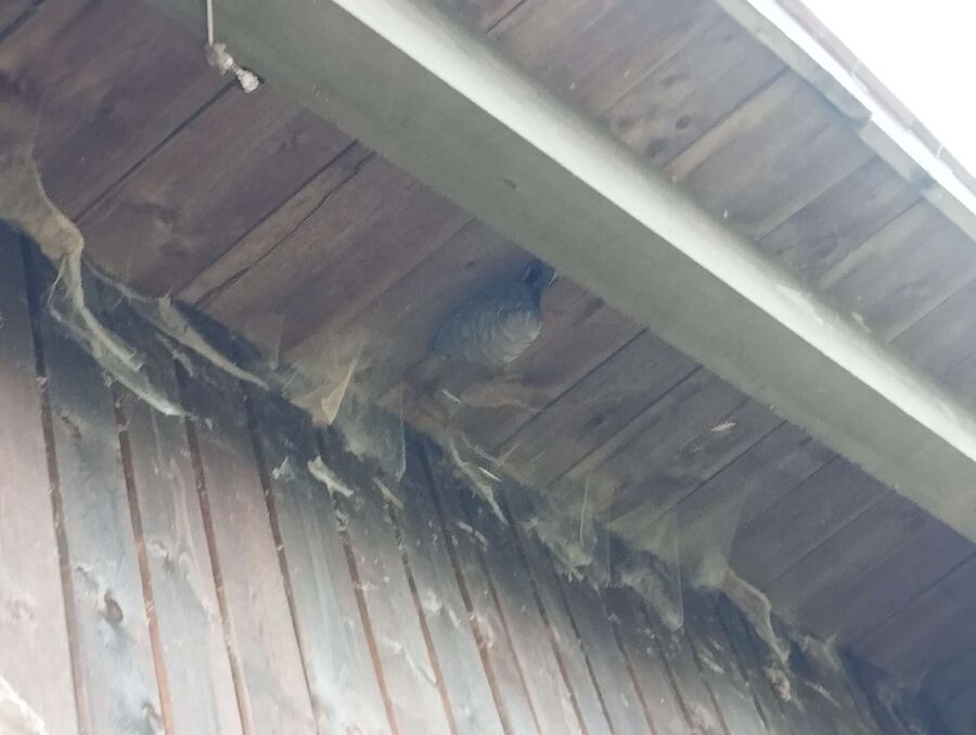 Bee nest at the house remove