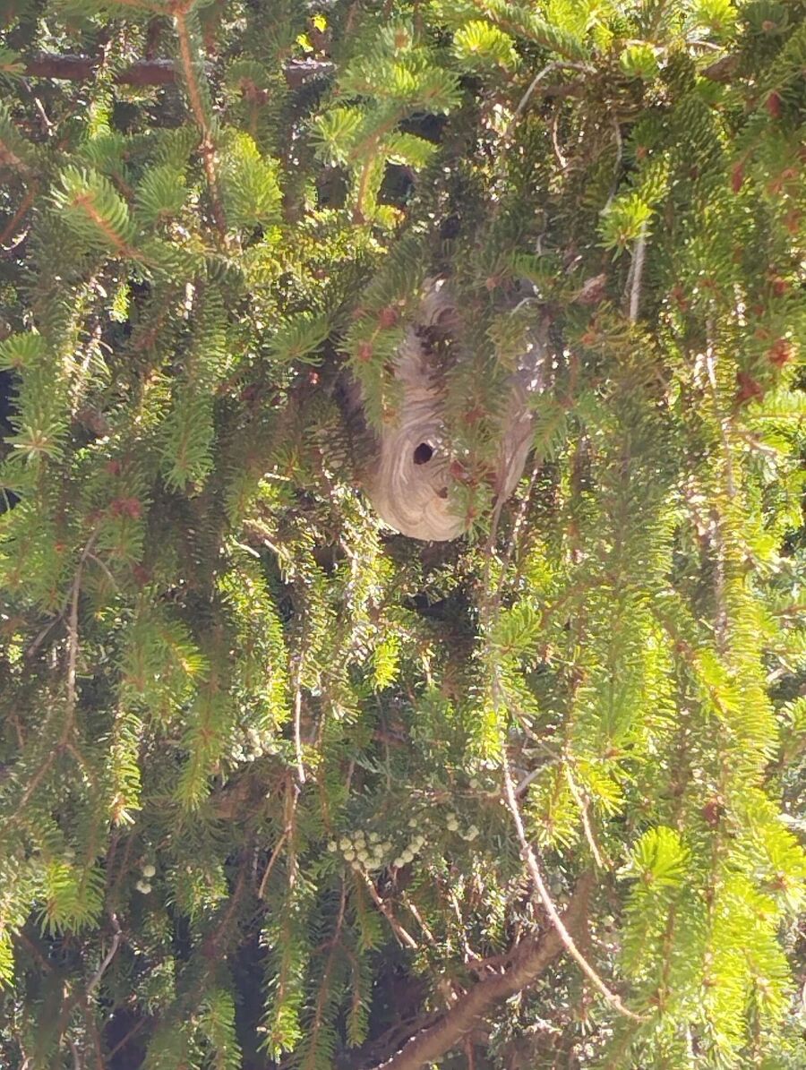 Relocate bees & remove bee nest