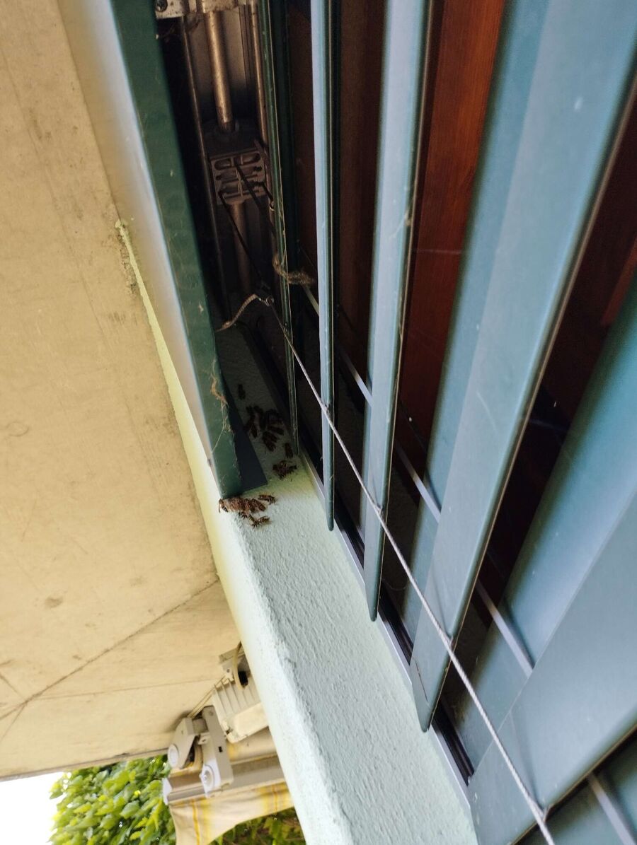 Bee nest at the house remove