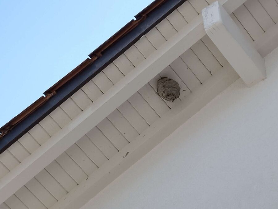 Bee nest at the house remove