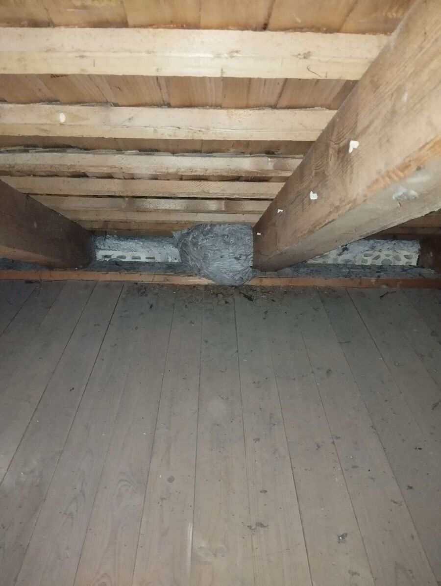 Relocate bees & remove bee nest