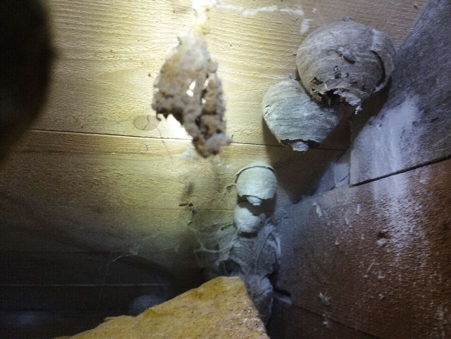Bee nest at the house remove