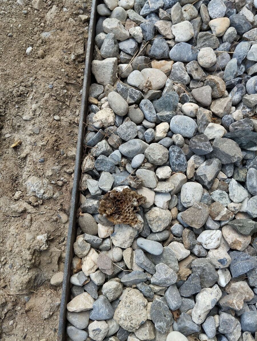 Bee nest at the house remove