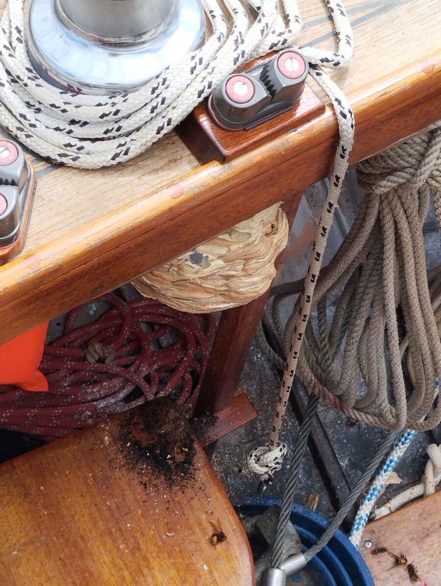 Bee nest at the house remove