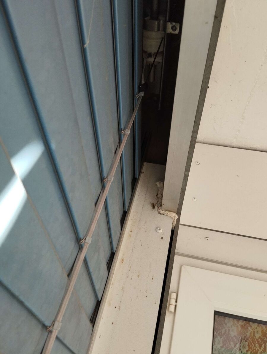 Relocate bees & remove bee nest