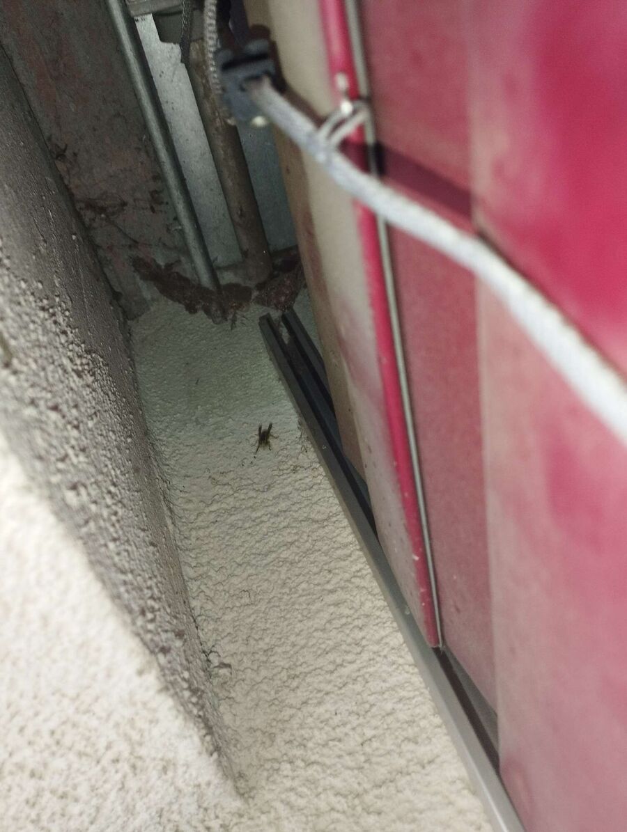 Bee nest at the house remove