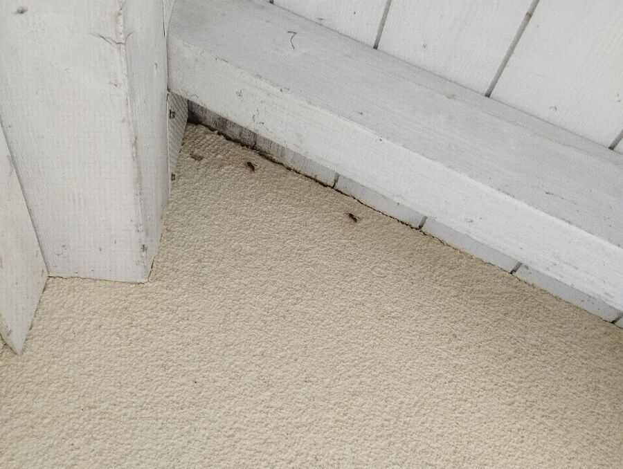 Relocate bees & remove bee nest