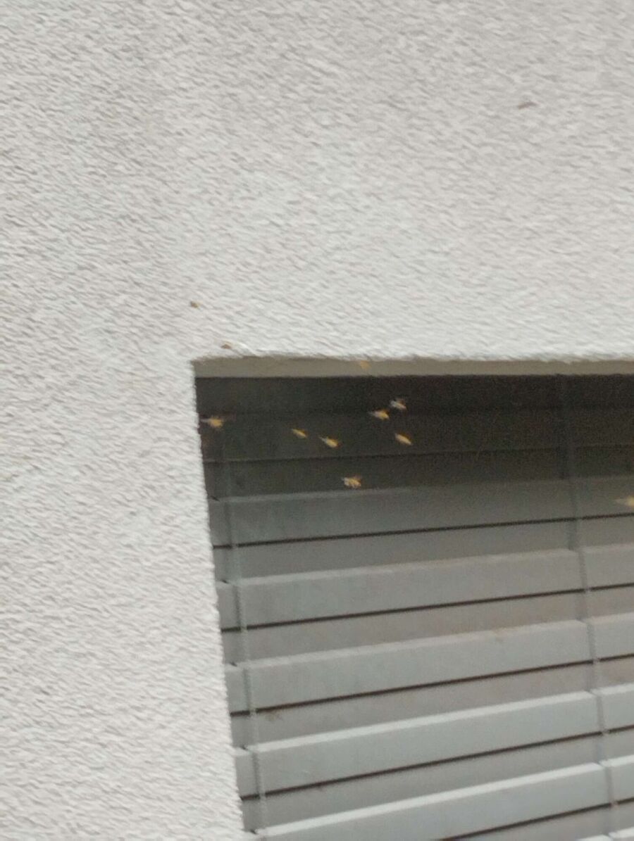 Bee nest at the house remove