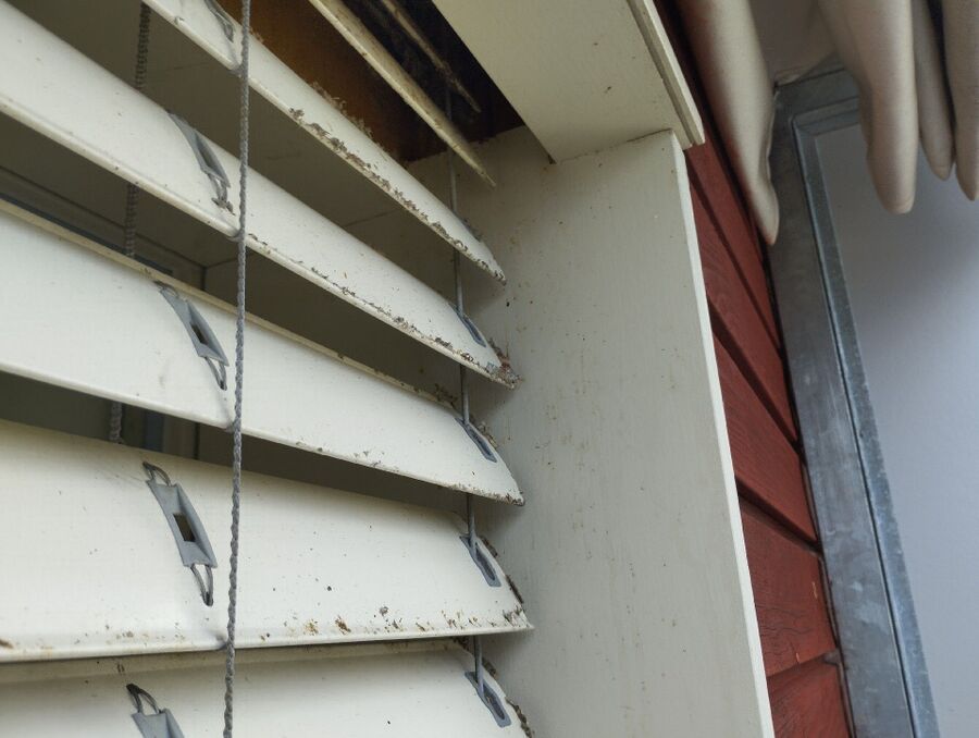 Relocate bees & remove bee nest