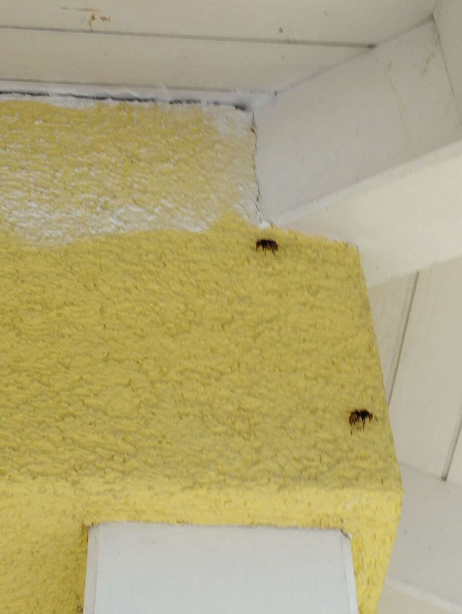 Bee nest at the house remove