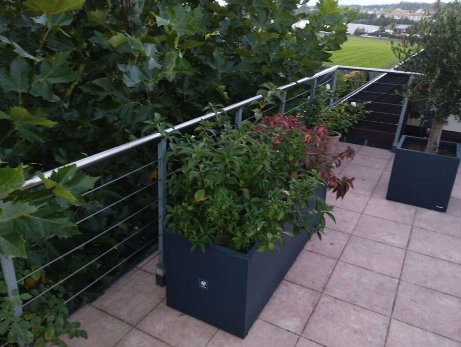 Relocate bees & remove bee nest