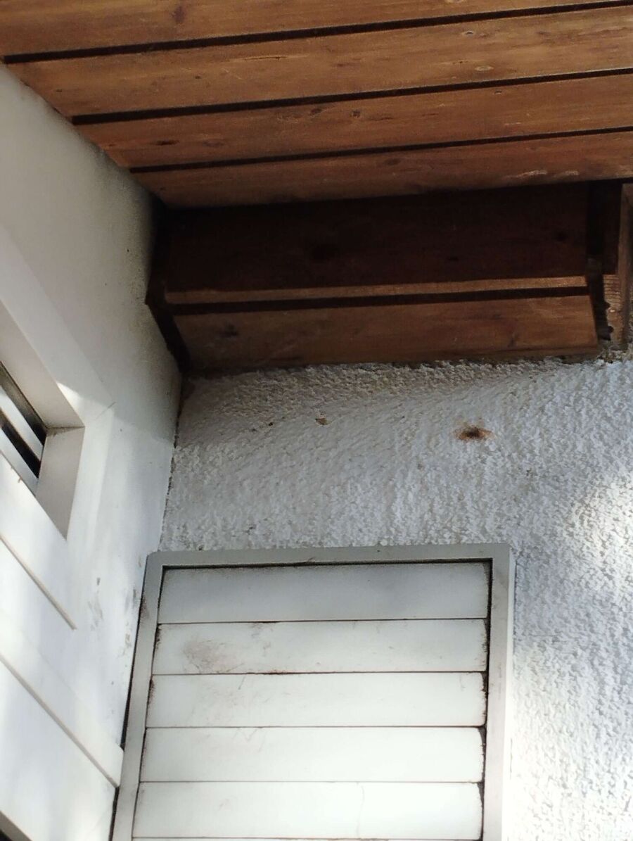 Bee nest at the house remove