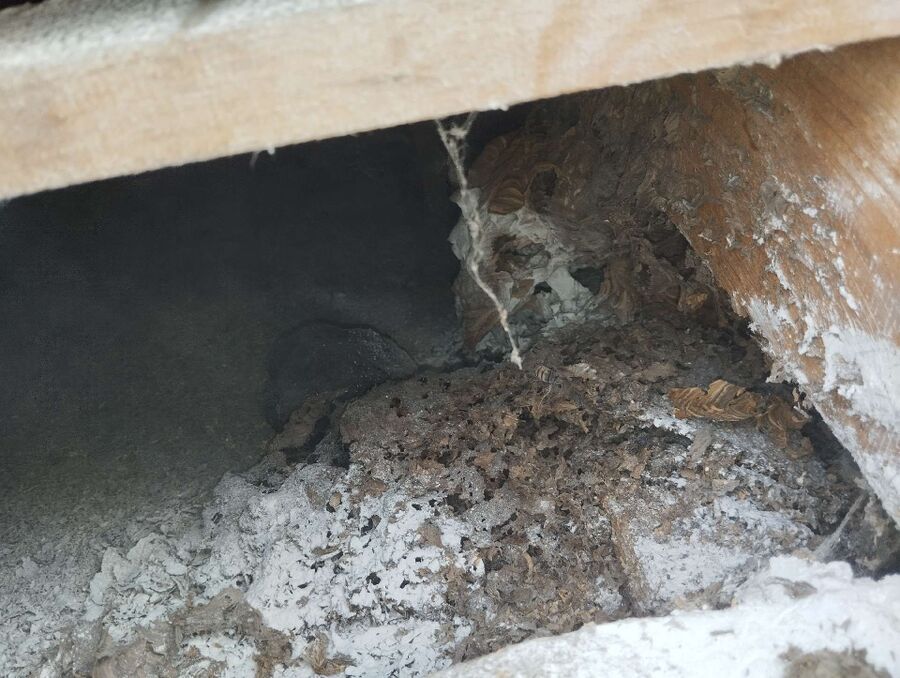 Bee nest at the house remove