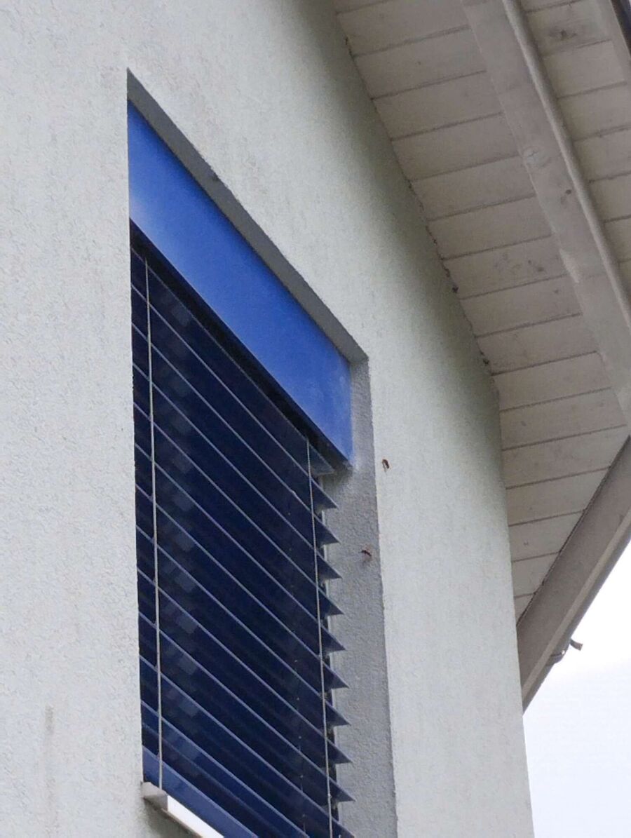 Relocate bees & remove bee nest