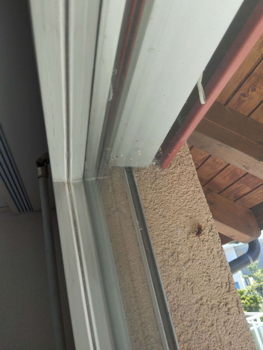 Bee nest at the house remove