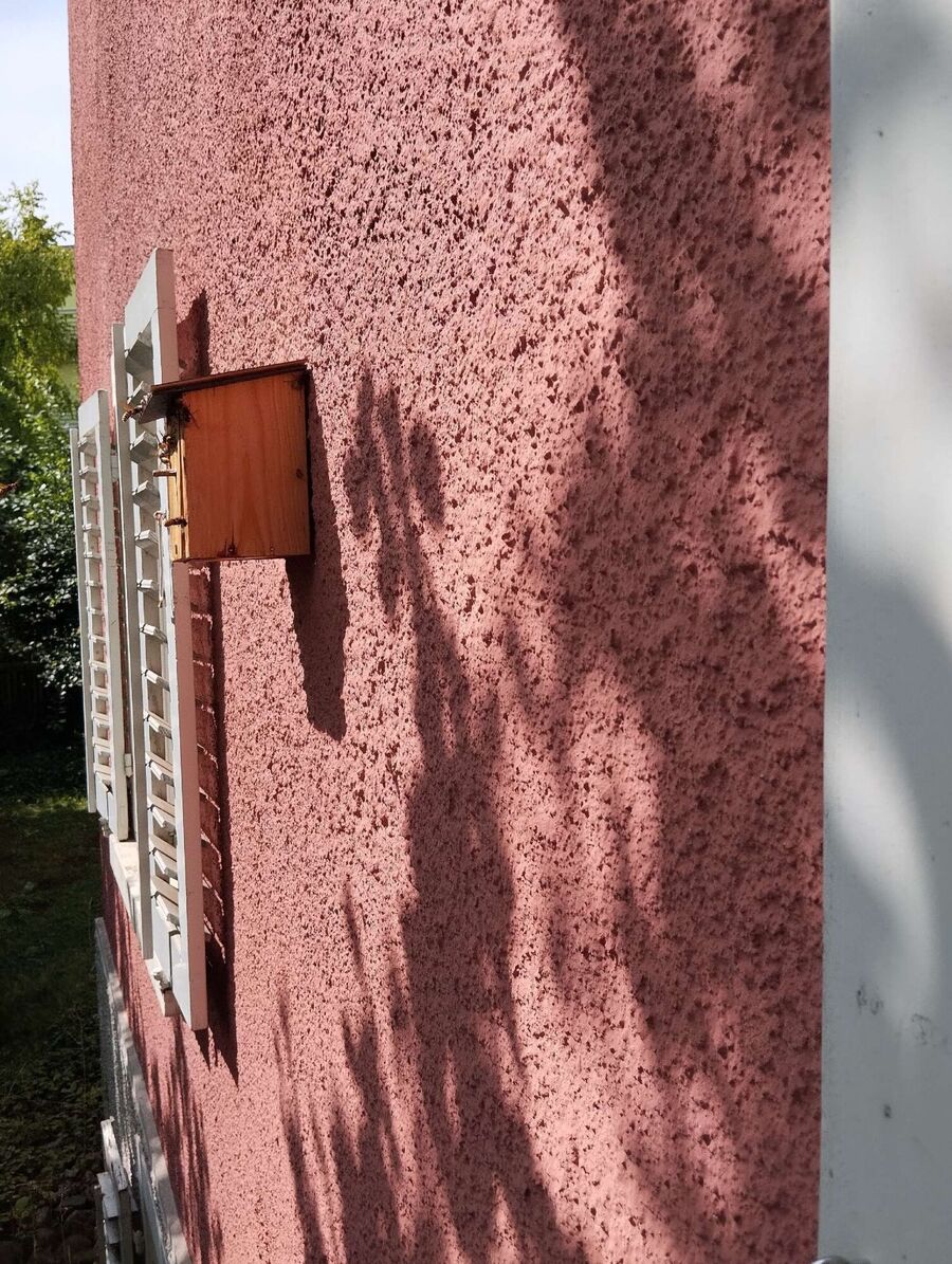 Bee nest at the house remove