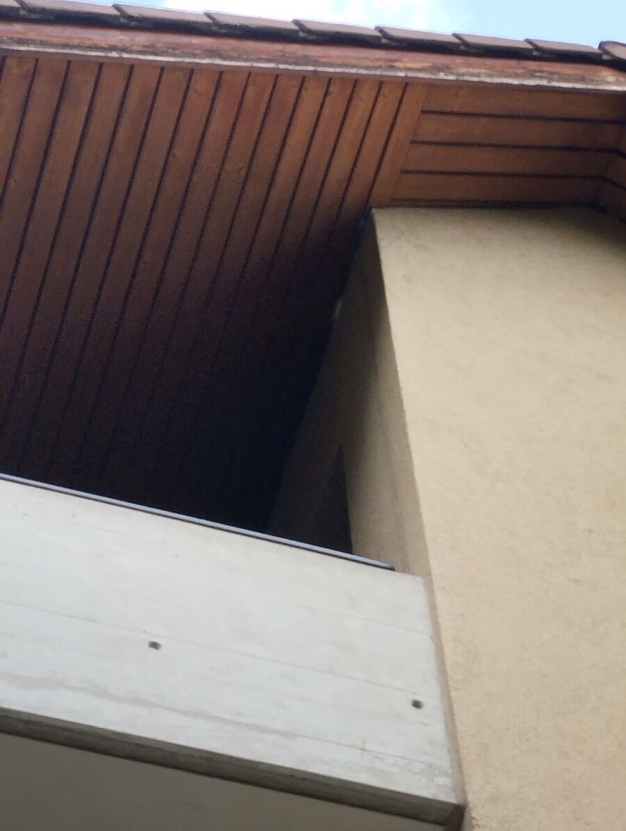 Relocate bees & remove bee nest