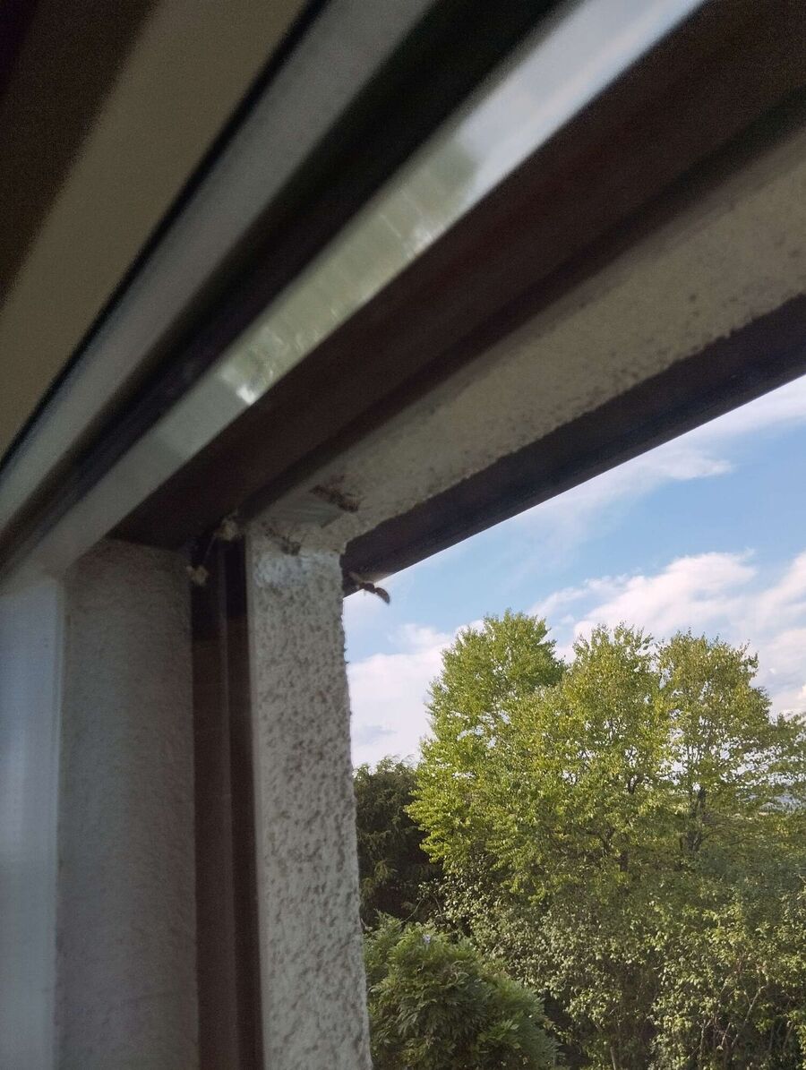 Bee nest at the house remove