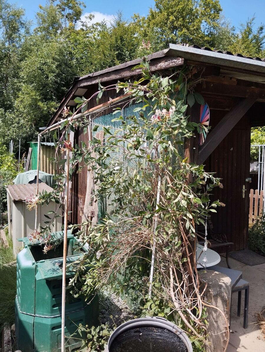 Relocate bees & remove bee nest