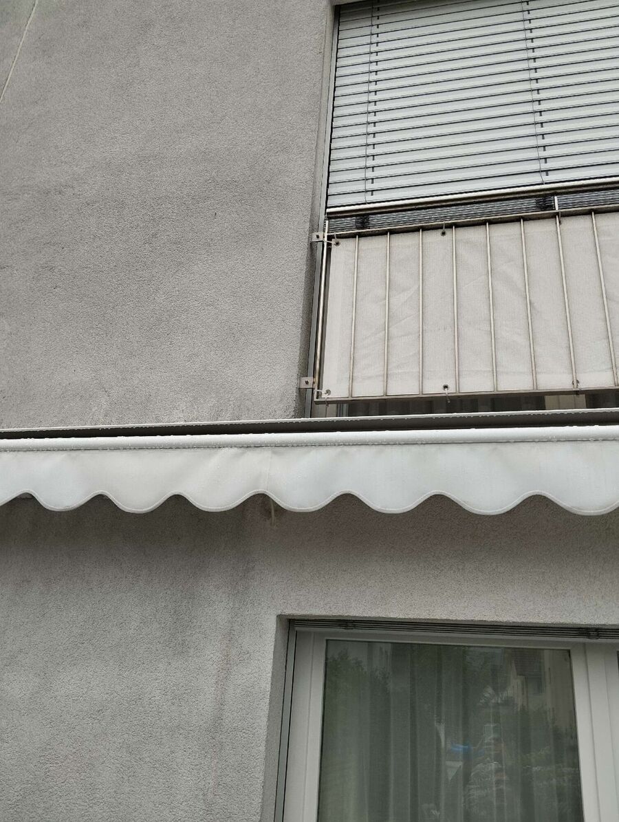 Relocate bees & remove bee nest