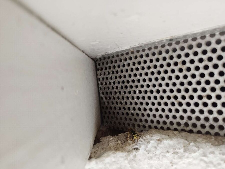 Relocate bees & remove bee nest